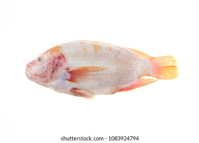 73 Ruby red peacock fish Gambar, Foto Stok & Vektor | Shutterstock