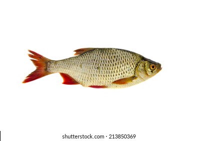 fresh rudd (Scardinius erythrophthalmus) fish isolated on white background