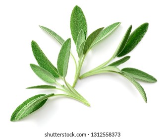 Fresh Sage Herb Isolated On White Background, Top View