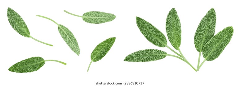 fresh sage herb isolated on white background with full depth of field, Top view. Flat lay - Powered by Shutterstock