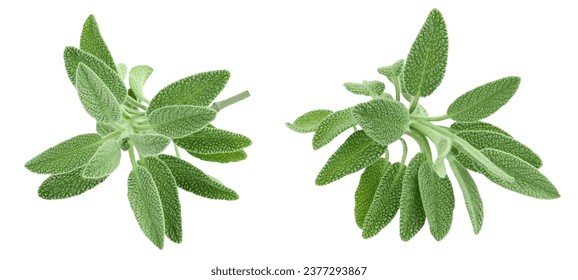 fresh sage herb isolated on white background with  full depth of field - Powered by Shutterstock