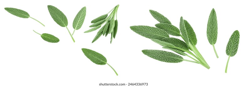 fresh sage herb isolated on white background with full depth of field. Top view with copy space for your text. Flat lay - Powered by Shutterstock