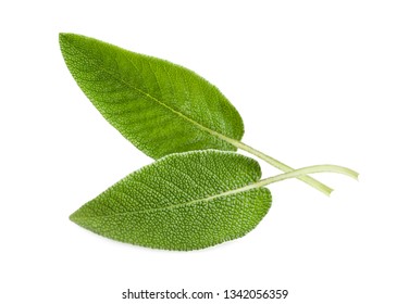 Fresh  Sage Leaves Isolated On White Background