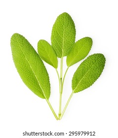 Fresh Sage Leaves Isolated On White Background