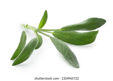 Fresh Sage Sprig Isolated On White.