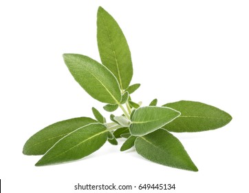 Fresh  Sage Sprig Isolated On White Background