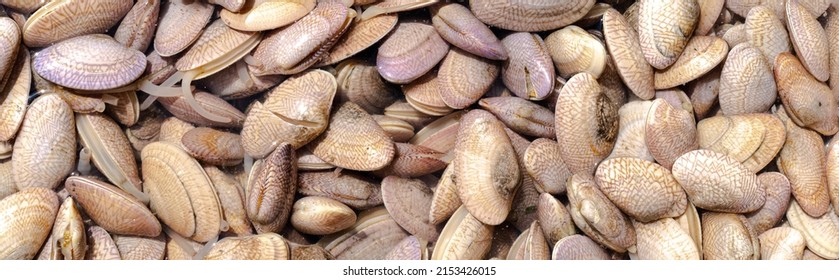 Fresh Saltwater Mussels Placed For Sale In Seafood Market, Background Top View Fresh Sea Food, Fish Pattern