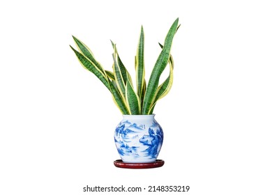 Fresh Sansevieria laurentii trifasciata plant in plant pot on a white background. Close-up on the beautifully patterned leaves of a snake plant (sansevieria trifasciata var. Laurentii)