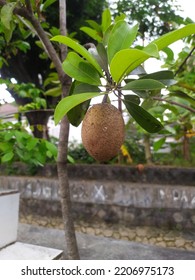 Fresh Sapodilla Fruit For Healthy. Chikoo Fruit Has A Sweet Taste On Sapodilla Tree With Green Leaves