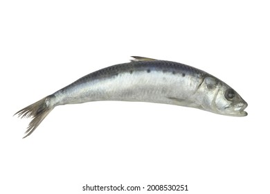 Fresh Sardine Fish Isolated On White