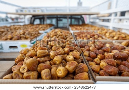 fresh saudi dates sold in buraidah dates festival 