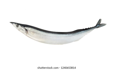 603 Saira fish Images, Stock Photos & Vectors | Shutterstock