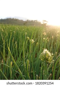 Fresh Scallion On Field With Golden Sun Shine. 