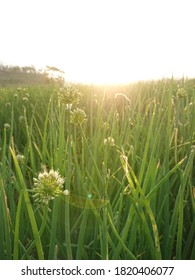 Fresh Scallion On The Field With Golden Sun Shine. 