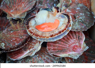 Fresh Scallops At French Fish Market