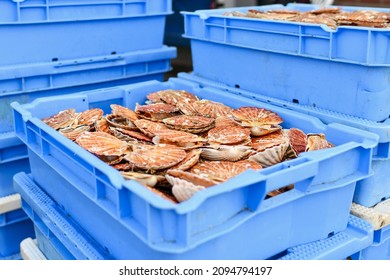 Fresh Scallops On A Seafood Market At Dieppe France