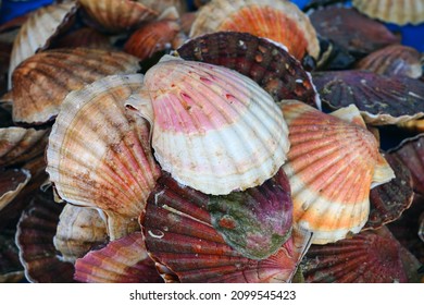 Fresh Scallops In The Shell At A Seafood Market In France