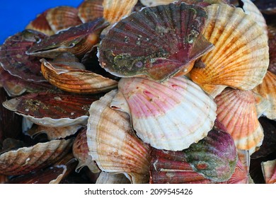 Fresh Scallops In The Shell At A Seafood Market In France