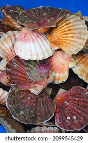 Fresh Scallops In The Shell At A Seafood Market In France