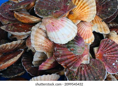 Fresh Scallops In The Shell At A Seafood Market In France