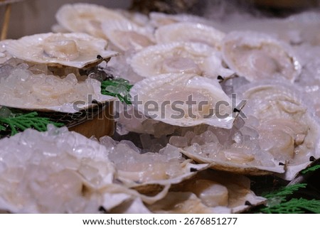 Fresh Scallops in Shells on Display at Seafood Market. Japanese Street Food