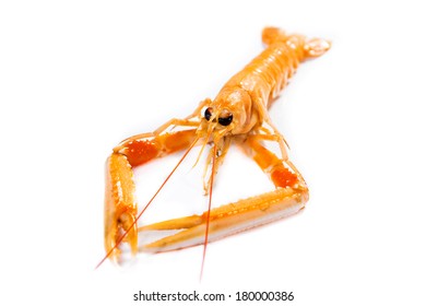 Fresh Scampi / Nephrops Norvegicus  