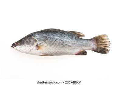 Barramundi Seabass Fish Isolated On White Stock Photo (Edit Now) 1784160152