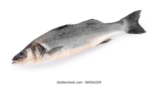 Fresh Sea Bass Fish Isolated On White Background