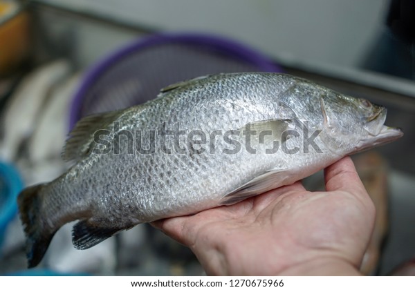 Fresh Sea Bass Grill Fish Restaurant Stock Photo Edit Now 1270675966