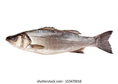 Fresh Sea Bass  Isolated On White Background 