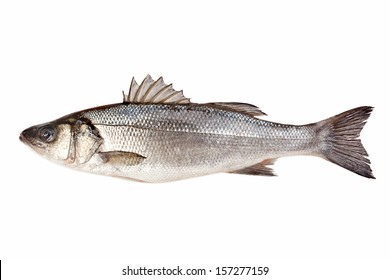 Fresh Sea Bass Isolated On White Background 