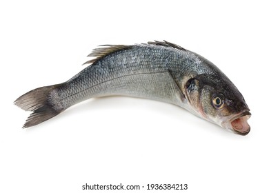  Fresh Sea Bass Isolated On White Background