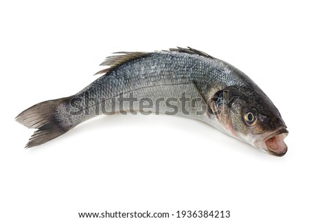  Fresh Sea bass isolated on white background