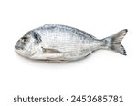 Fresh sea bream fish isolated on a white background.