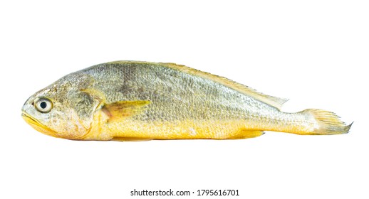 1,050 White croaker Images, Stock Photos & Vectors | Shutterstock