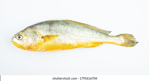 1,050 White croaker Images, Stock Photos & Vectors | Shutterstock