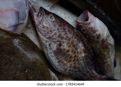 189 Fresh Grouper On Display Images, Stock Photos & Vectors | Shutterstock