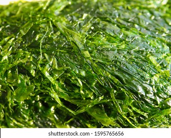 Fresh Sea Seaweed Green Laver