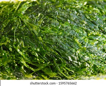 Fresh Sea Seaweed Green Laver