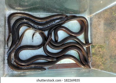 7,955 Snake in market Images, Stock Photos & Vectors | Shutterstock