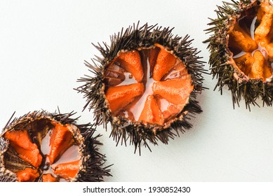 Fresh sea urchins (ricci di mare) or uni on the white, close-up, macro. Delicious seafood from southern Italy (Sicily, Puglia) and Spain, rich in iodine, vitamins,gomarin, carnitine and dopamine