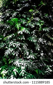 Fresh Seamless Green Tropical Leaves Pattern Of Mexican Breadfruit Or Swiss Cheese Plant (Monstera Deliciosa Liebm.) In The Nature