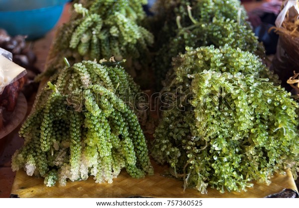 Sea Grapes For Sale Near Me