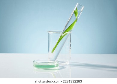 Fresh seaweed leaves on test tube, beaker and petri dish on blue background. Minimal concept for cosmetic product extracts of herbs and spirulina or seaweed. - Powered by Shutterstock