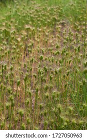 Fresh Seed Pods Of Aegilops Neglecta Grass