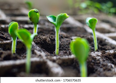 Fresh seedlings of marrow (zucchini ) "Wanda" are growing in carton containers indoors at early spring. Preparing to replant in a greenhouse. - Powered by Shutterstock