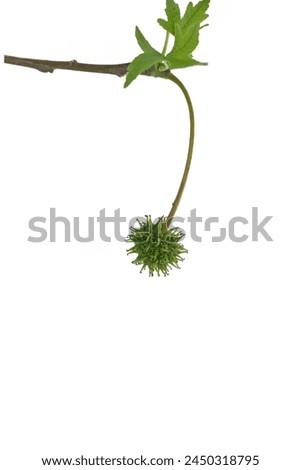 A fresh seedpod of oriental sweetgum (Liquidambar orientalis) in spring