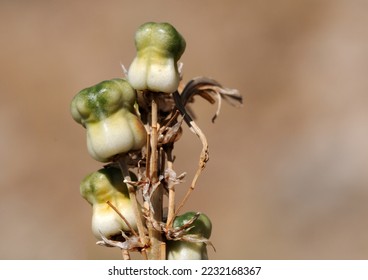 Fresh seedpods of Asphodeline prismatocarpa