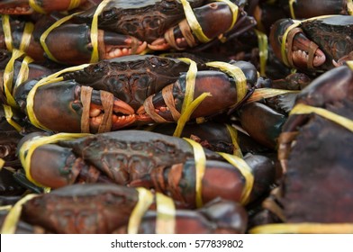 Fresh Serrated Mud Crabs Prepare To Sell On The Market