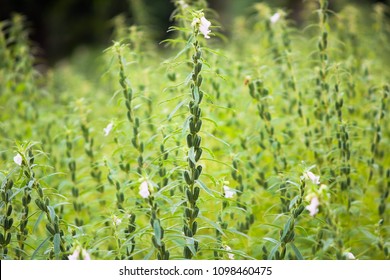 Fresh Sesame Plant Field